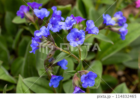 春のガーデンに咲くコバルトブルーのプルモナリアの花 114832465