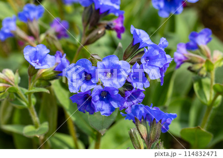 春のガーデンに咲くコバルトブルーのプルモナリアの花 114832471