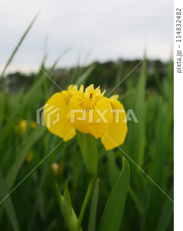 黄菖蒲 黄菖蒲 114832482