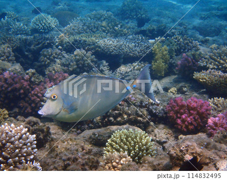 Naso tang (Naso Lituratus) fish 114832495