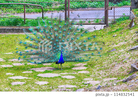 nice peacock in the garden 114832541