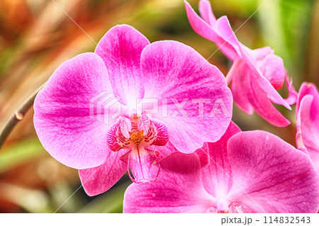 orchid flower texture 114832543