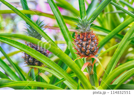 fresh pineapple plants 114832551