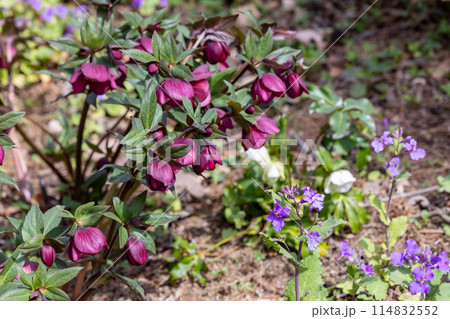 早春の庭に咲く濃い紫色のクリスマスローズ 114832552