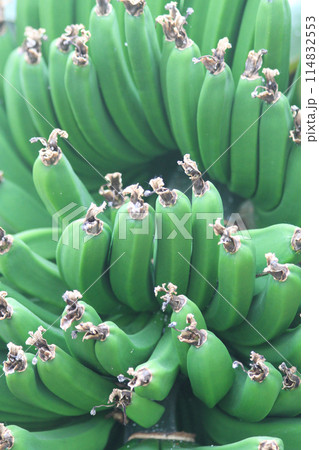 green banana fruits 114832553