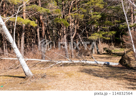 強風により倒れた白樺 114832564