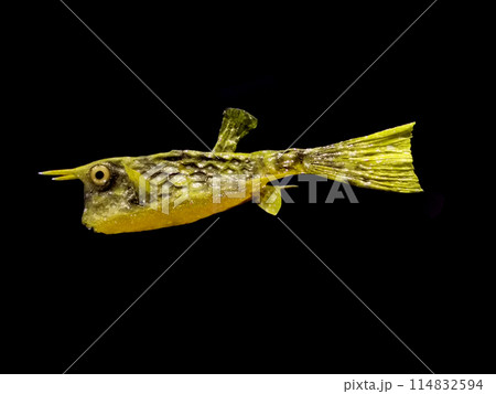 Longhorn Cowfish isolated Longhorn Cowfish isolated 114832594