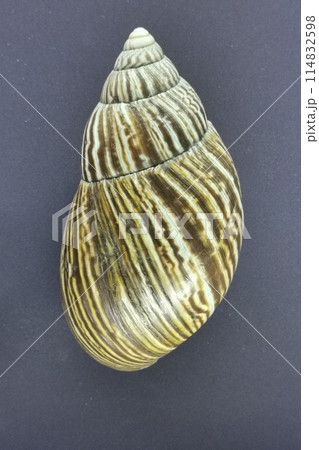 empty achatina shell isolated 114832598
