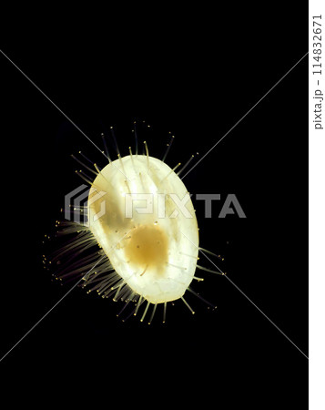 copepod on the black background copepod on the black background 114832671
