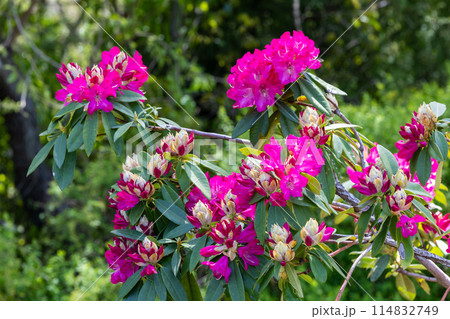 林の中で咲くシャクナゲの花 114832749