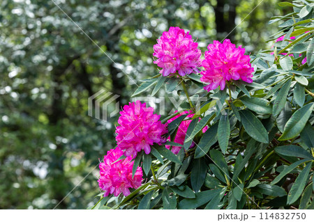 林の中で咲くシャクナゲの花 林の中で咲くシャクナゲの花 114832750