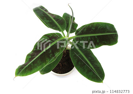 small banana plant isolated 114832773