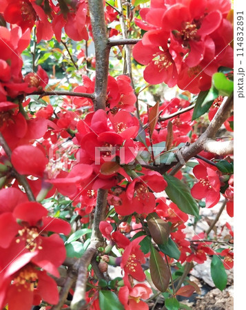 Bright red-orange Chaenomeles flowers on branches on a spring day in the garden. Bright red-orange Chaenomeles flowers on branches on a spring day in the garden. 114832891