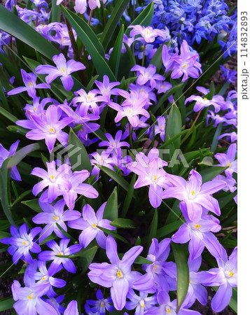 Chionodox group. In spring, blue Chionodox flowers bloom in the garden. 114832893