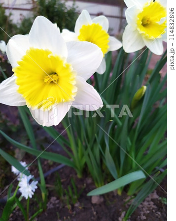 A group of daffodils. In spring, white and yellow daffodil flowers bloom in the garden. 114832896
