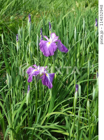 菖蒲 菖蒲 114832948
