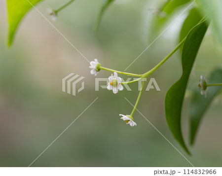 初夏のソヨゴの花 114832966