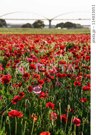 一面に咲きほこるポピー 114833051