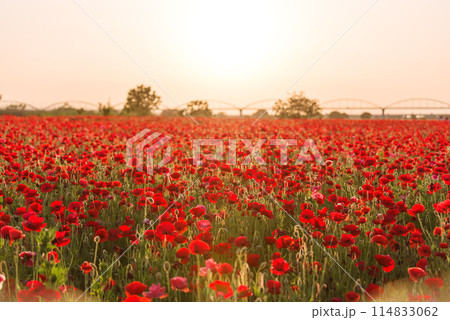一面に咲きほこるポピー 114833062