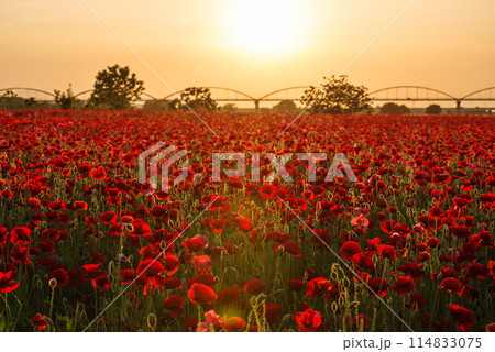 一面に咲きほこるポピー 114833075