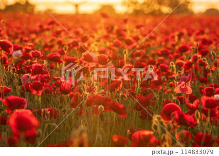 一面に咲きほこるポピー 114833079