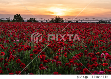 一面に咲きほこるポピー 一面に咲きほこるポピー 114833116
