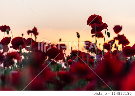 一面に咲きほこるポピー 一面に咲きほこるポピー 114833156