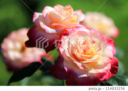 香り漂う薔薇の花・・色とりどりの花 114833256