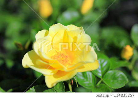 香り漂う薔薇の花・・色とりどりの花 114833257