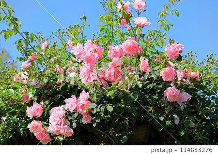 香り漂う薔薇の花・・色とりどりの花 香り漂う薔薇の花・・色とりどりの花 114833276
