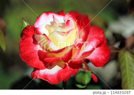 香り漂う薔薇の花・・色とりどりの花 114833297