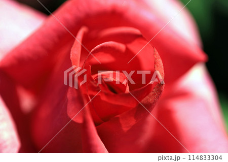 香り漂う薔薇の花・・色とりどりの花 114833304