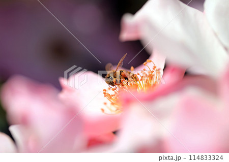 香り漂う薔薇の花・・色とりどりの花 114833324