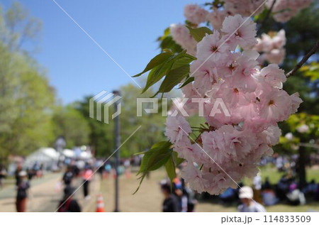 春のフェスで花見をする人々 114833509
