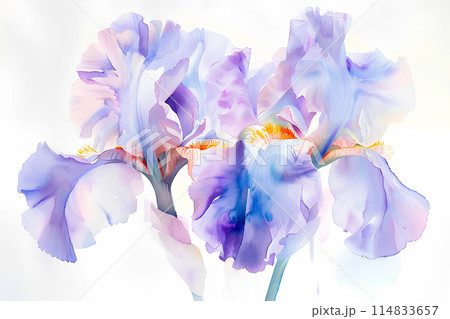 菖蒲（あやめ）の花 114833657