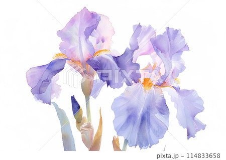 菖蒲（あやめ）の花 114833658