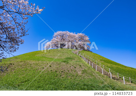 さきたま古墳公園の東側から眺める桜の景色 114833723