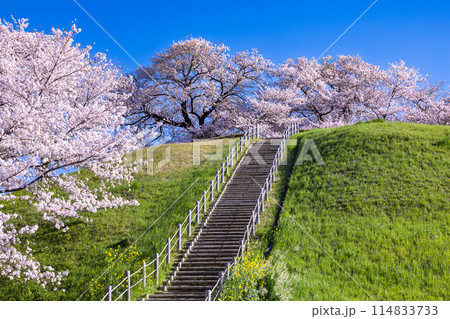 さきたま古墳公園の正面から眺める桜の景色 114833733
