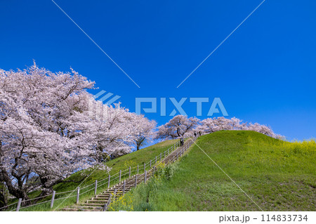 さきたま古墳公園の正面から眺める桜の景色 114833734