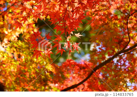 京都の古寺・輝く紅葉・幻想の世界7 114833765