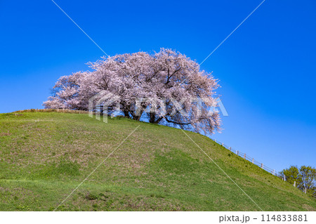 さきたま古墳公園の横から眺める桜の景色 さきたま古墳公園の横から眺める桜の景色 114833881
