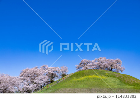 さきたま古墳公園の横から眺める桜の景色 さきたま古墳公園の横から眺める桜の景色 114833882