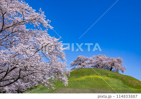 さきたま古墳公園の横から眺める桜の景色 114833887