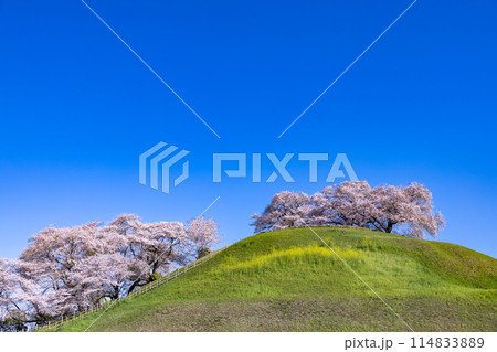 さきたま古墳公園の横から眺める桜の景色 さきたま古墳公園の横から眺める桜の景色 114833889
