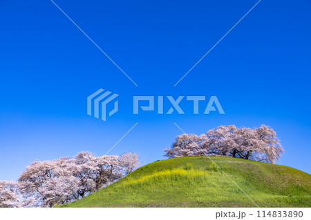 さきたま古墳公園の横から眺める桜の景色 さきたま古墳公園の横から眺める桜の景色 114833890