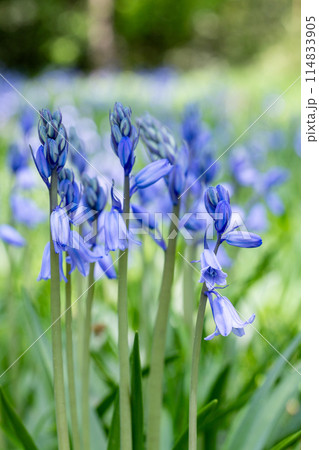 林の中で咲くシラーカンパニュラータの花  114833905