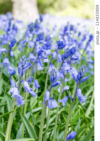 林の中で咲くシラーカンパニュラータの花  114833909