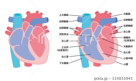 2024-人体イラスト-心臓01 114833943