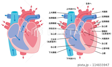 2024-人体イラスト-心臓02 2024-人体イラスト-心臓02 114833947