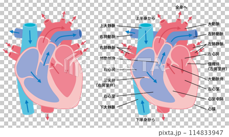 2024-人体イラスト-心臓02 2024-人体イラスト-心臓02 114833947